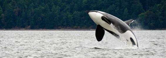 Canadá ballenas